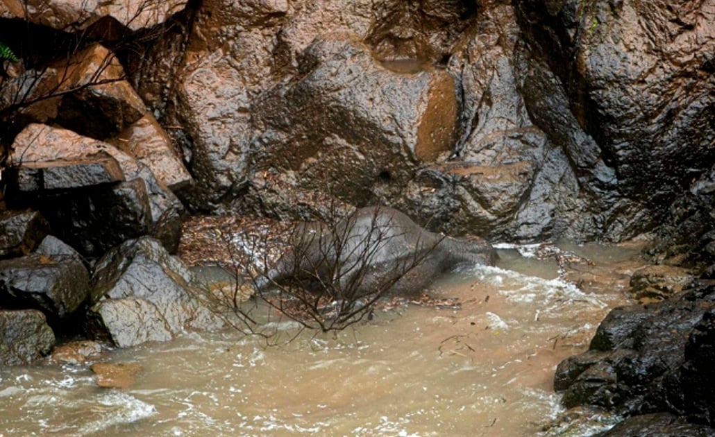 Elefantes salvajes mueren tras resbalar de una cascada en Tailandia