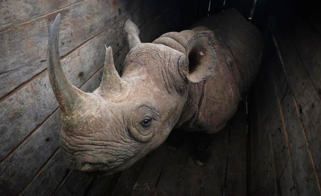 Mueren ocho rinocerontes negros en Kenia durante reubicación