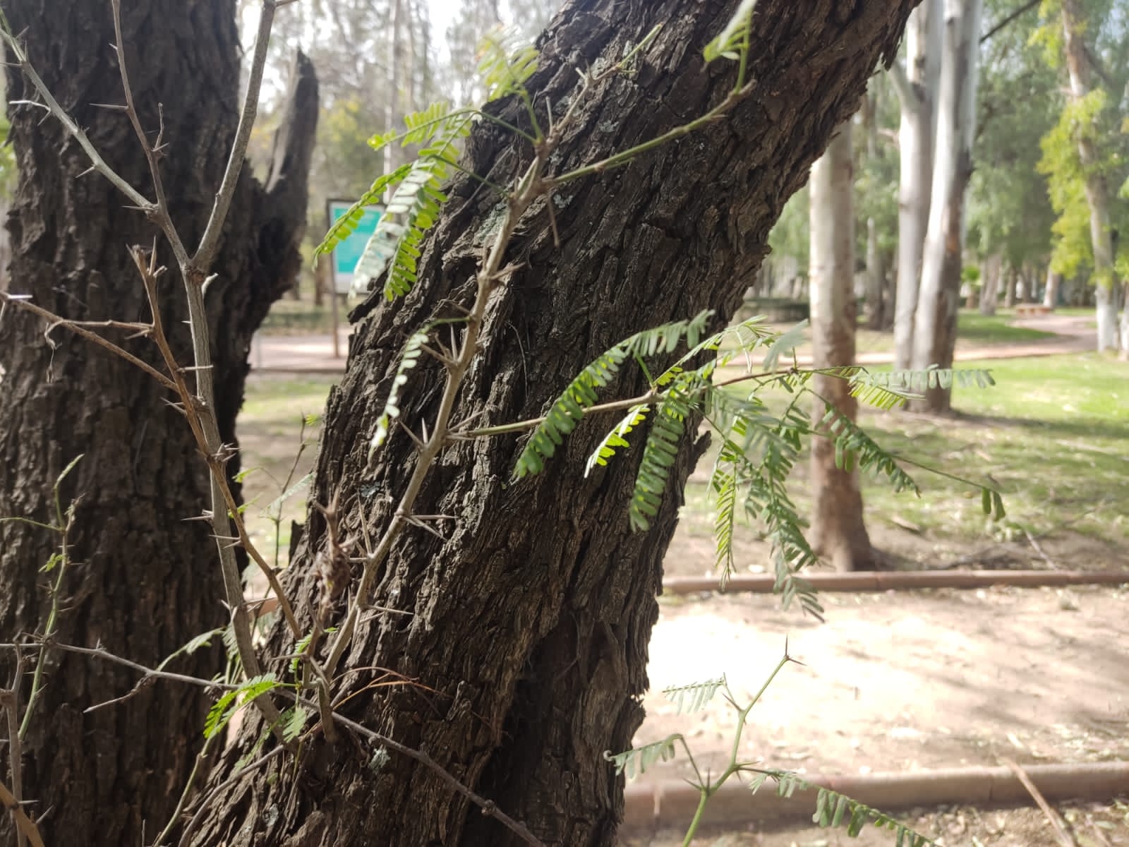 Mezquite: ¿cuál es su importancia en ecosistemas de SLP? Cortesía: Eduardo Ramirez