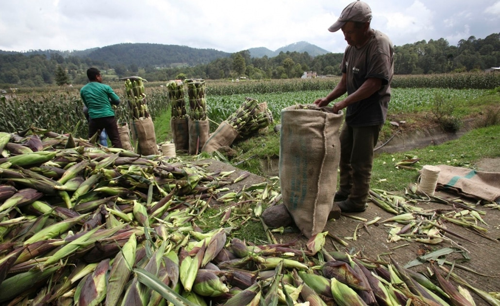 Recorte al campo mexicano afectará a la canasta básica: Sara Rocha