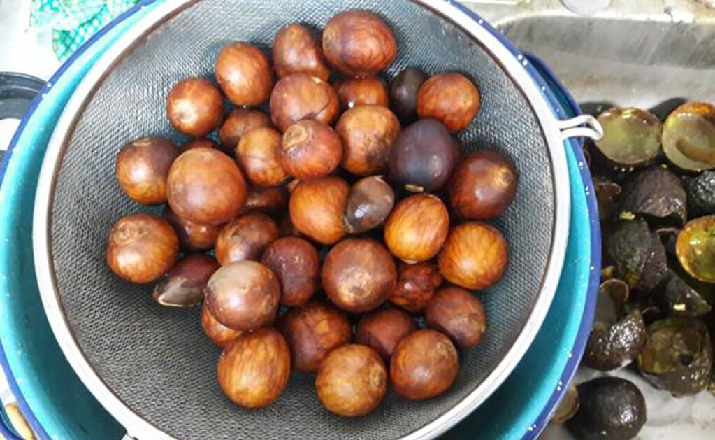 Científicos mexicanos crean productos a partir de residuos de aguacate