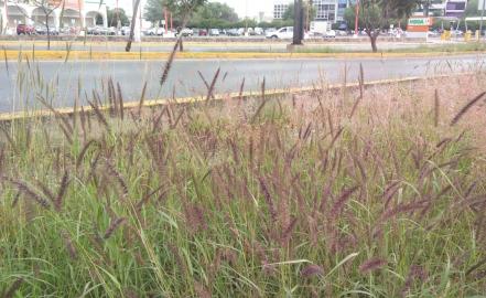 Maleza y basura afectan circulación en avenida Salvador Nava