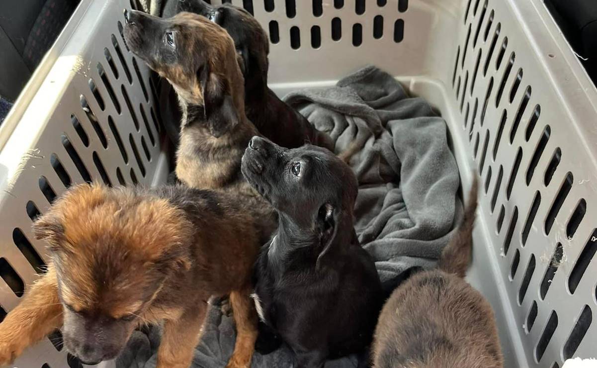 ¿Viajas en avión con tu mascota? Estas son las recomendaciones que debes seguir, según Profeco