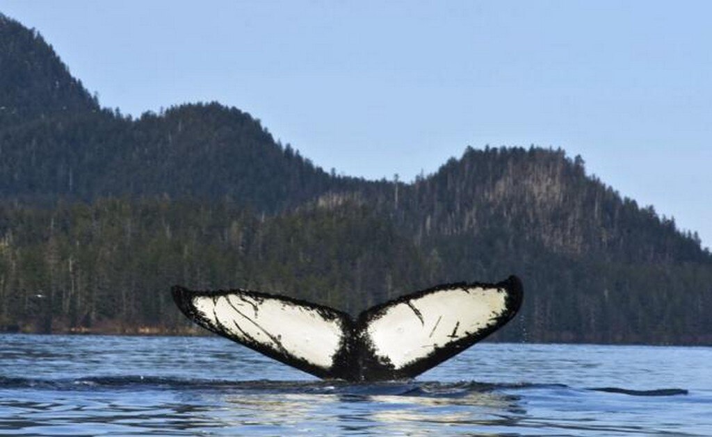 Mueren 28 ballenas que quedaron varadas en playa de Australia