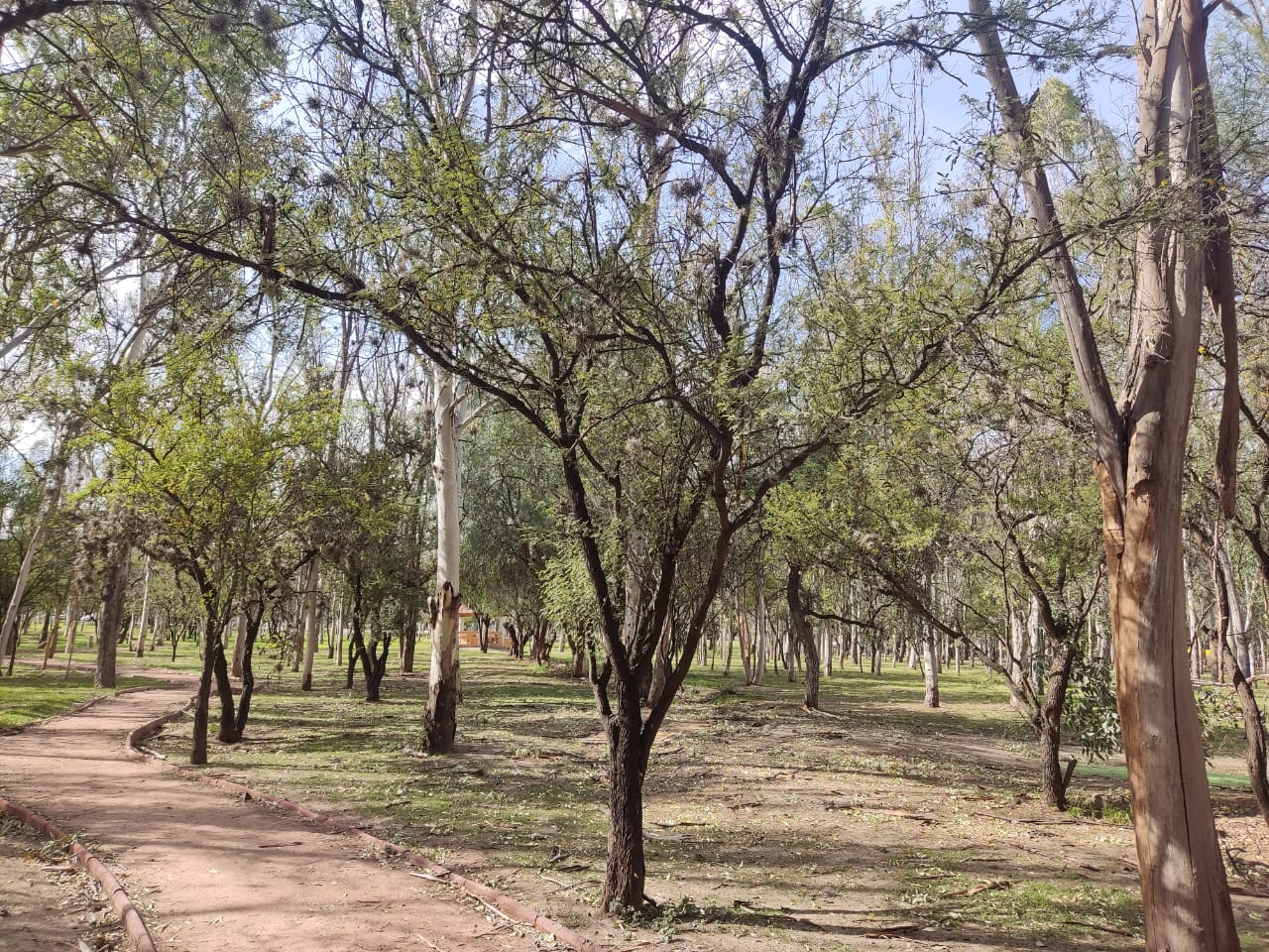 Mezquite: ¿cuál es su importancia en ecosistemas de SLP?. Foto: Cortesía Eduardo Ramirez