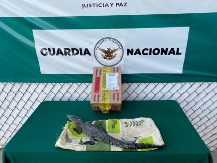 Rescatan cocodrilo y pitón en aeropuerto de SLP; iban a ser enviados por paquetería