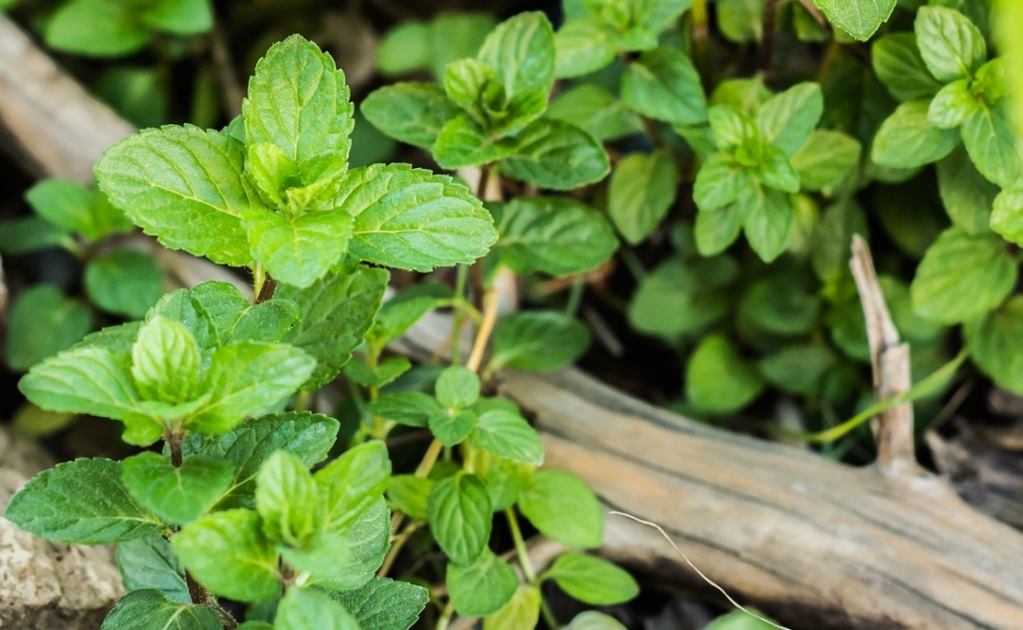 ¿Por qué deberías de tomar agua de hierbabuena?