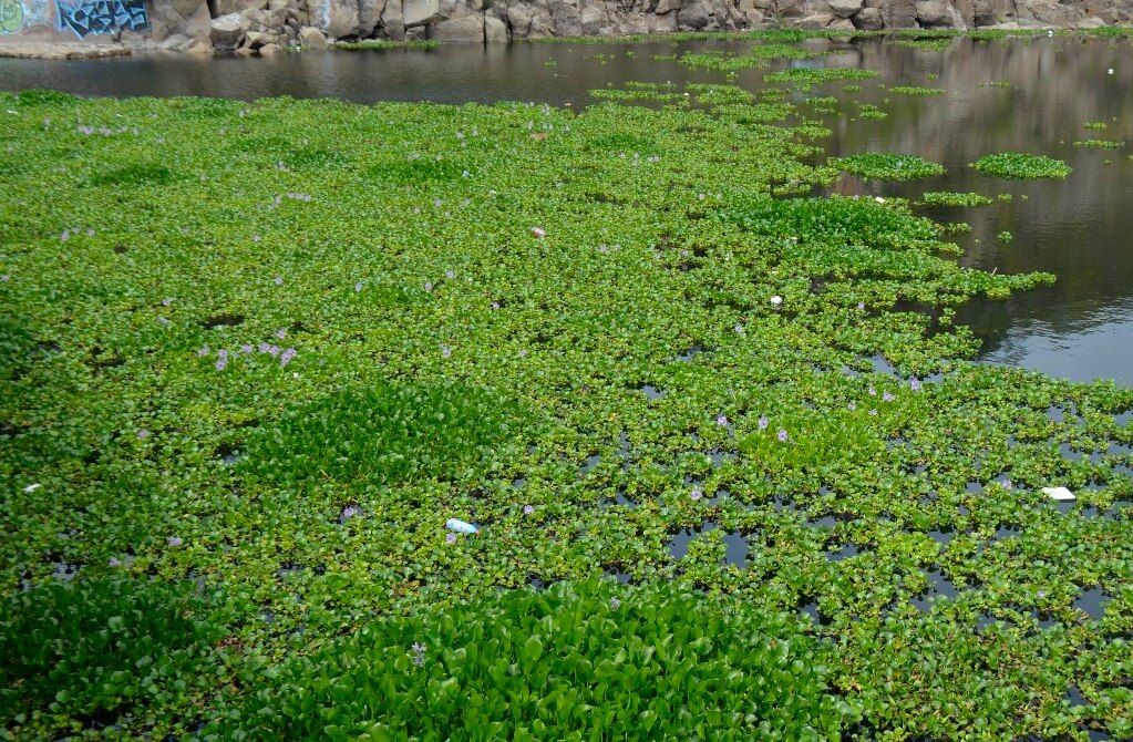 Lirio acuático, benéfico para presa San José revira SEGAM 