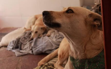 Llega el Pet Park a SLP, evento que fomenta la adopción responsable y bienestar animal