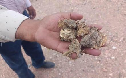 El saqueo incontrolado del peyote y la destrucción cultural wixárika en SLP