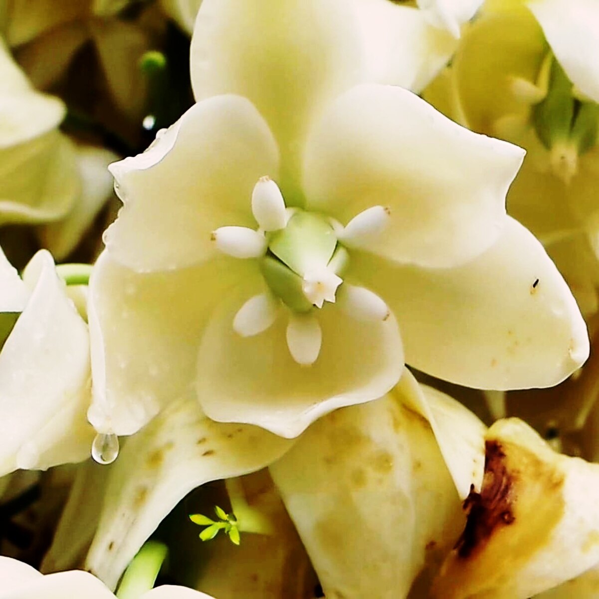 Foto: Facebook Frutas y Plantas Exóticas.