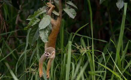 Los monos podrían extinguirse para 2050 