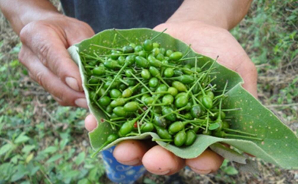 Foto: agronegociosintegrados.blogspot.com.