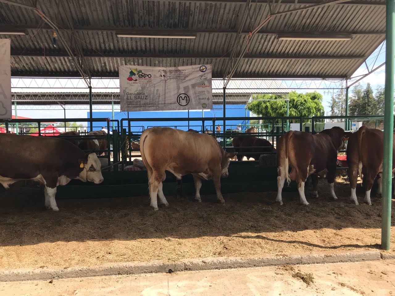 Invierte SEDARH 73.3 mdp en programa de mejoramiento genético de ganado