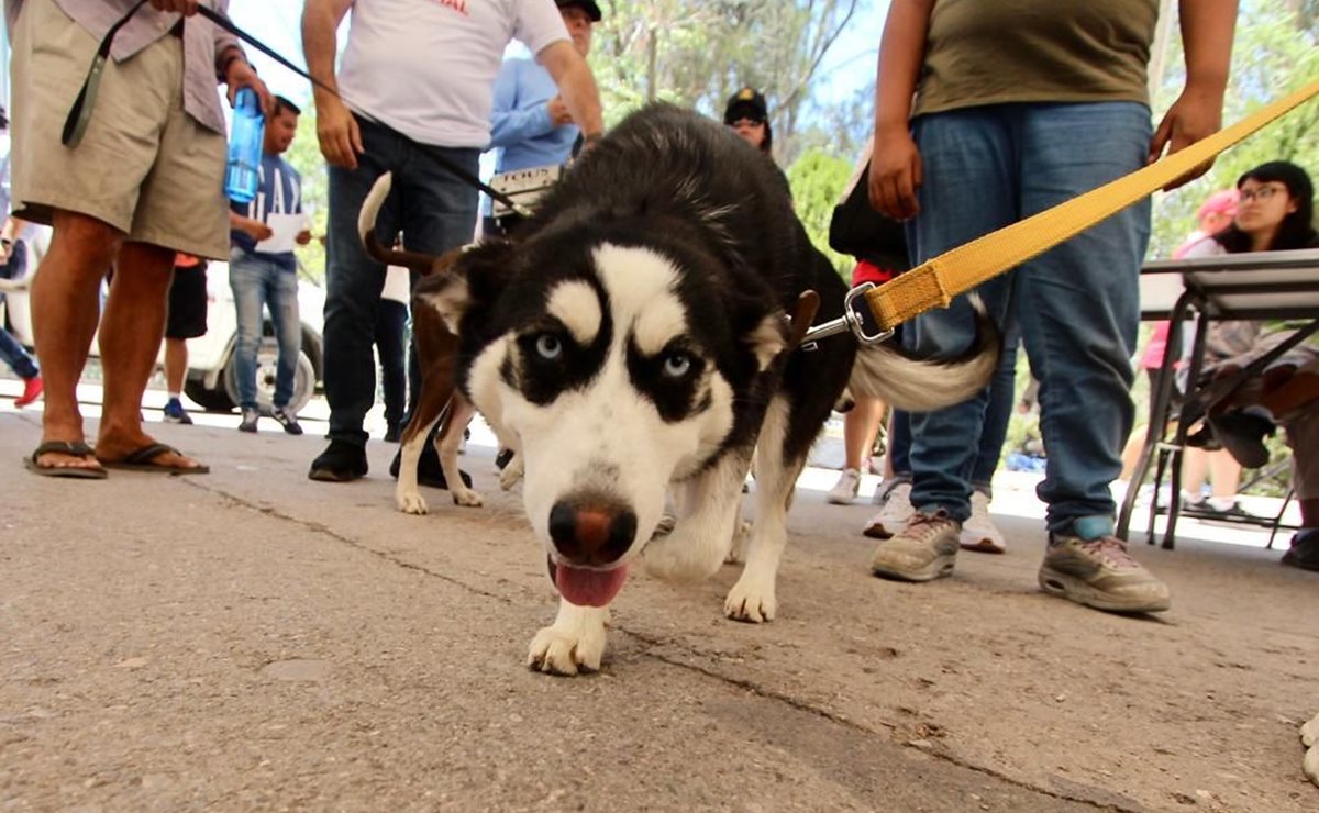 Inicia registro de mascotas en la capital de SLP