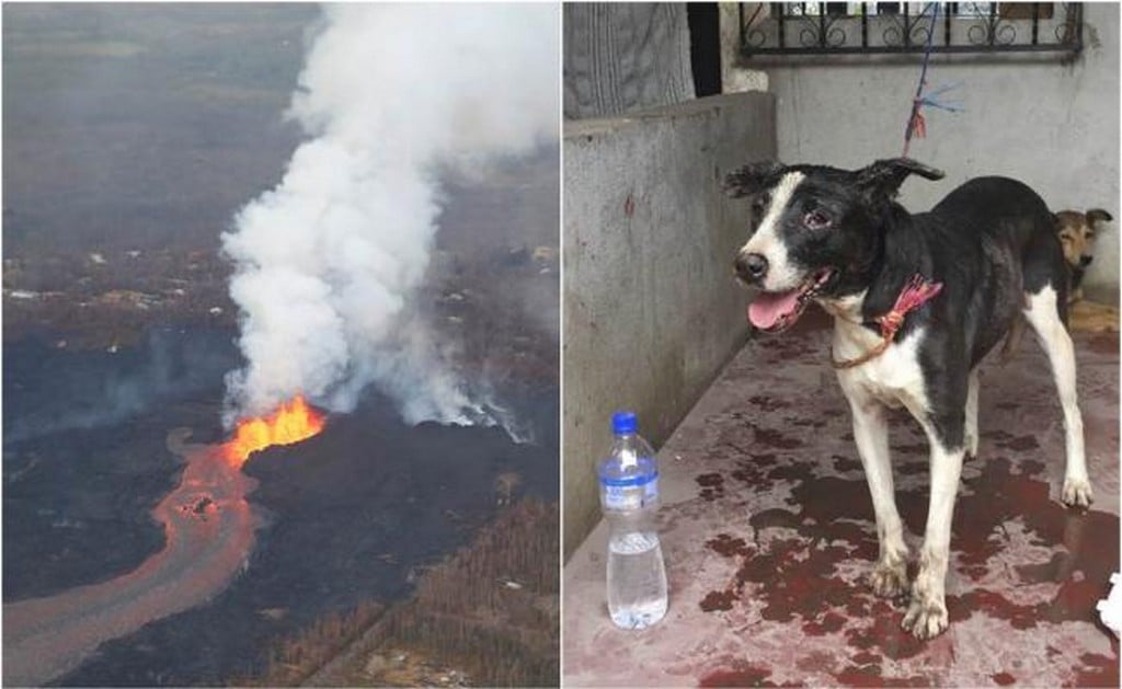 “Rambo”, el perro que sobrevivió a la erupción en Guatemala
