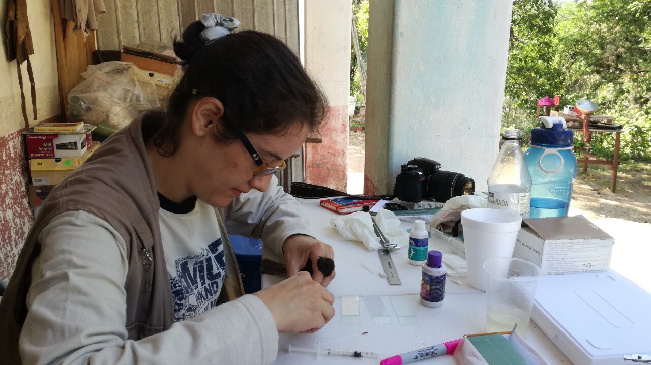 "Riesgo de infección de malaria aviar podría incrementar por cambio climático"