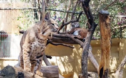 Huasteca Potosina, zona de riesgo para grandes felinos por caza para venta ilegal y comercio de pieles
