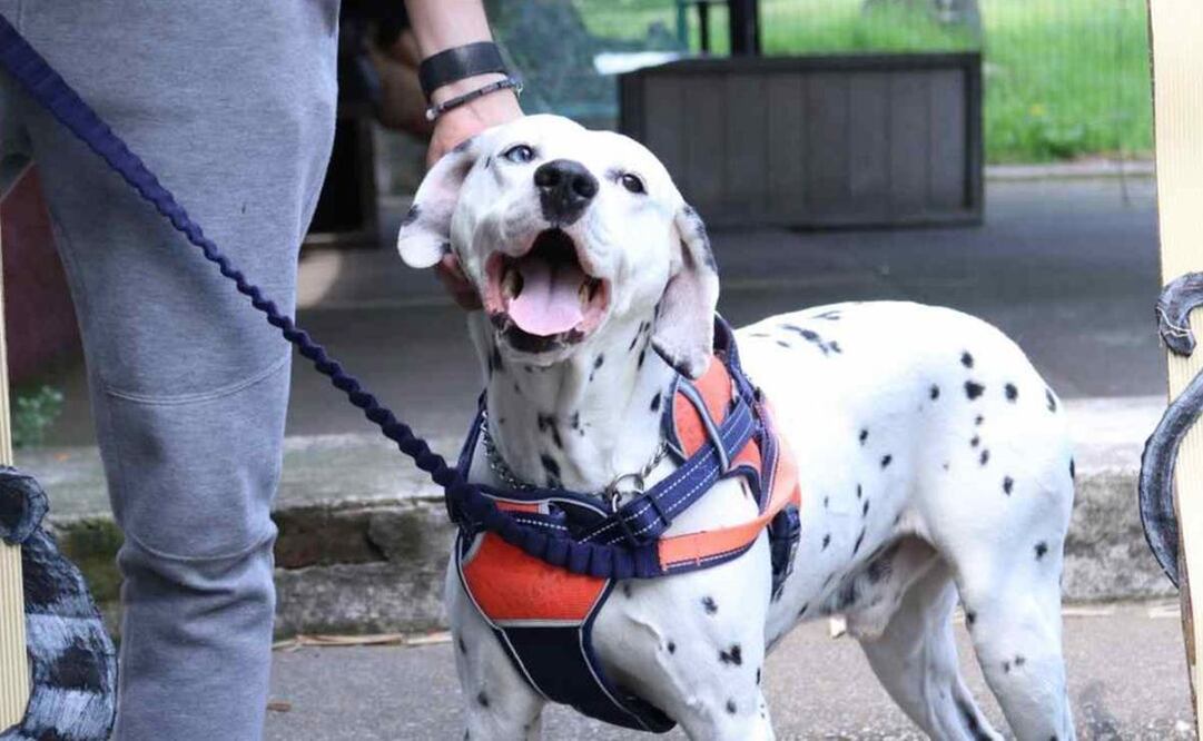 Estancia para el perro abandonado ofrece esterilizaciones a bajo costo en SLP. Foto: Especial