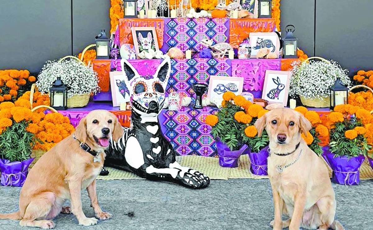 Día de Muertos 2023: ¿Cuándo se pone la ofrenda para mascotas y qué debe llevar?