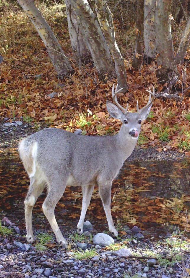Foto: Gobierno de México.