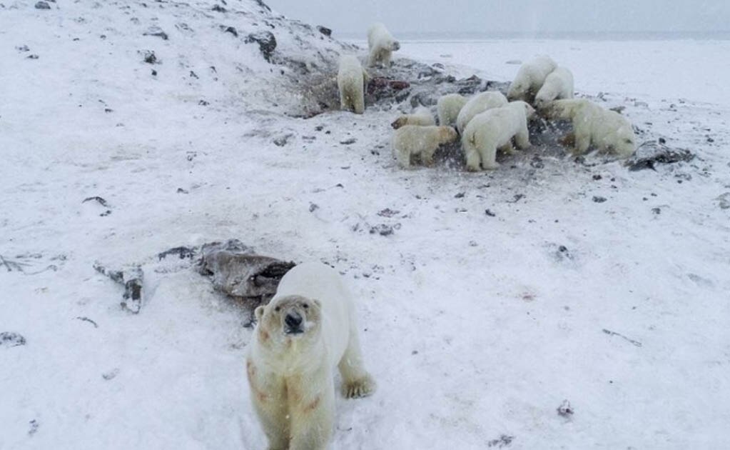 Al menos 56 osos han bajado hasta las cercanías del poblado. Foto: WWF