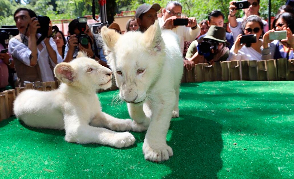 Nacen dos leones blancos en zoológico de Tlaxcala