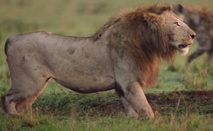 Captan ataque de hienas a león en África; compañero lo salva y le agradece