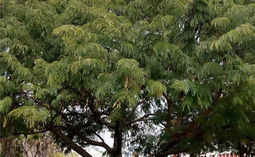 ¿Qué árbol plantar en SLP cerca de tu casa en invierno para que en verano pueda dar sombra?