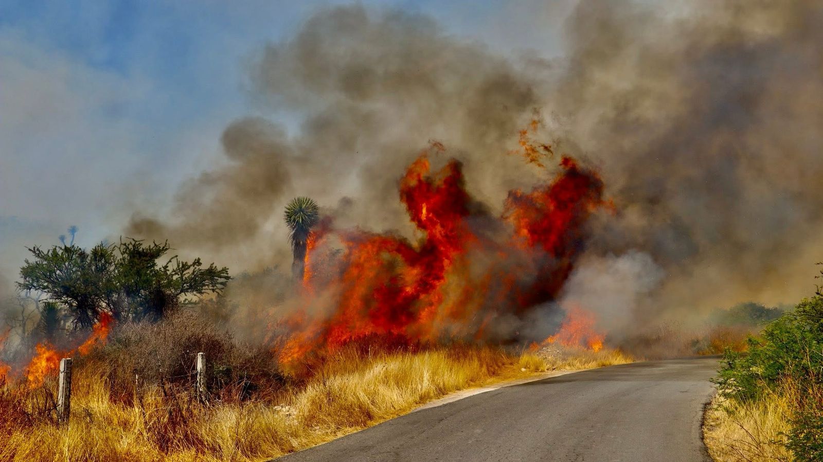 Fuerte incendio en Mexquitic de Carmona moviliza a autoridades y voluntarios 