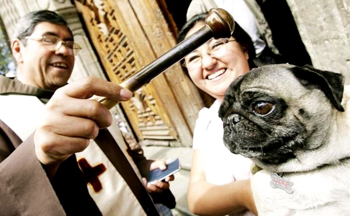 Bendecirán a animales y mascotas por día de San Francisco de Asís en la capital de SLP. Foto: Especial