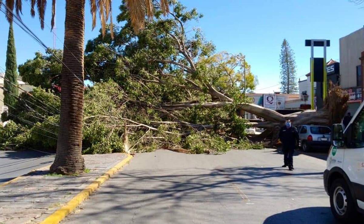 Reportan caída de árboles en San Luis Potosí por fuertes vientos
