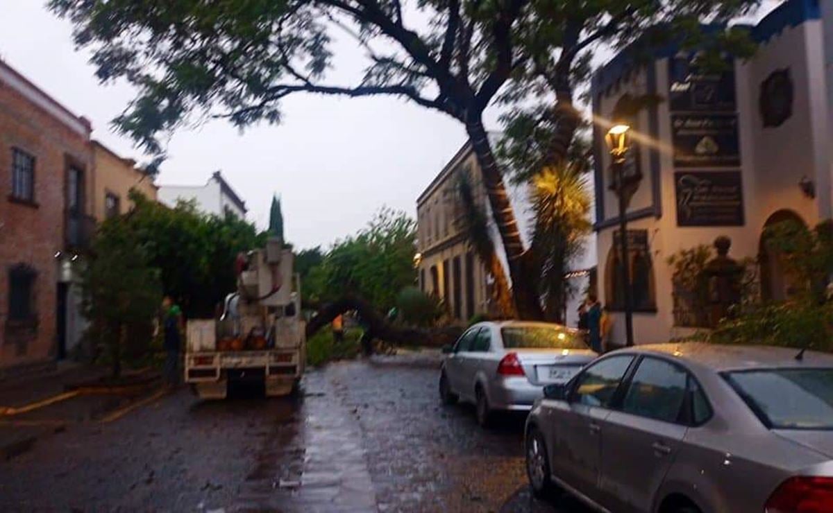 Tras fuertes lluvias, se registran caída de árboles en San Luis Potosí