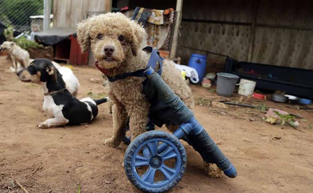 Mujer crea sillas de ruedas con basura para perros discapacitados en Paraguay
