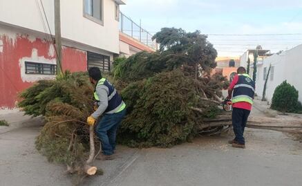 Cinco árboles caídos, el saldo de las fuertes ráfagas de viento en municipio de Soledad