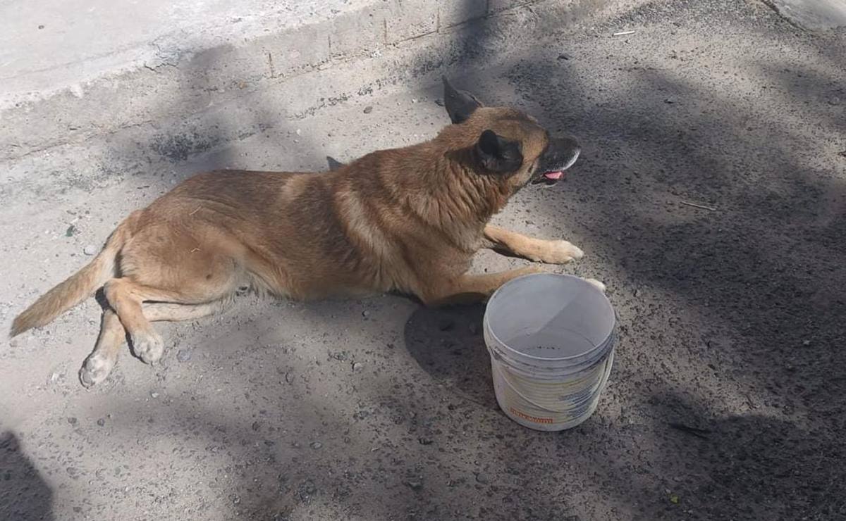 Rescatan a lomito atropellado en una colonia de la capital de SLP