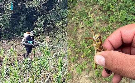 Plaga de langosta acecha cultivos en la Zona Media de San Luis Potosí