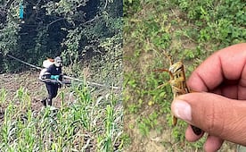 Plaga de langosta acecha cultivos en la Zona Media de San Luis Potosí