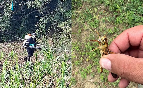 Plaga de langosta acecha cultivos en la Zona Media de San Luis Potosí