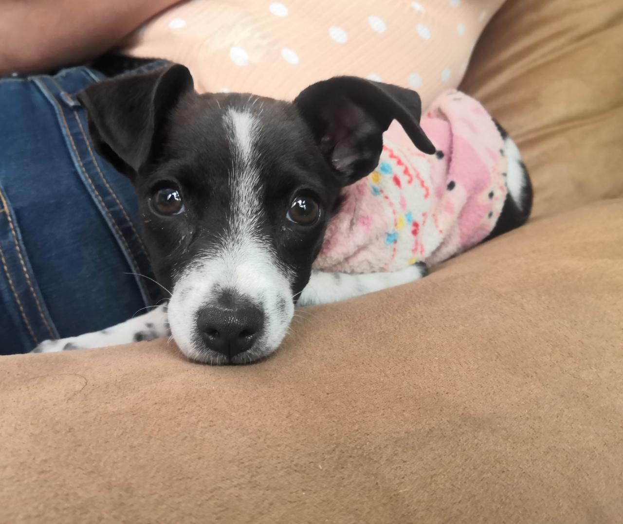 Conoce las tres razas de perro más sensibles a ruidos por pirotecnia