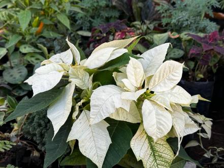 ¡Ya huele a Navidad! Desde Puebla, llega la Nochebuena a San Luis Potosí