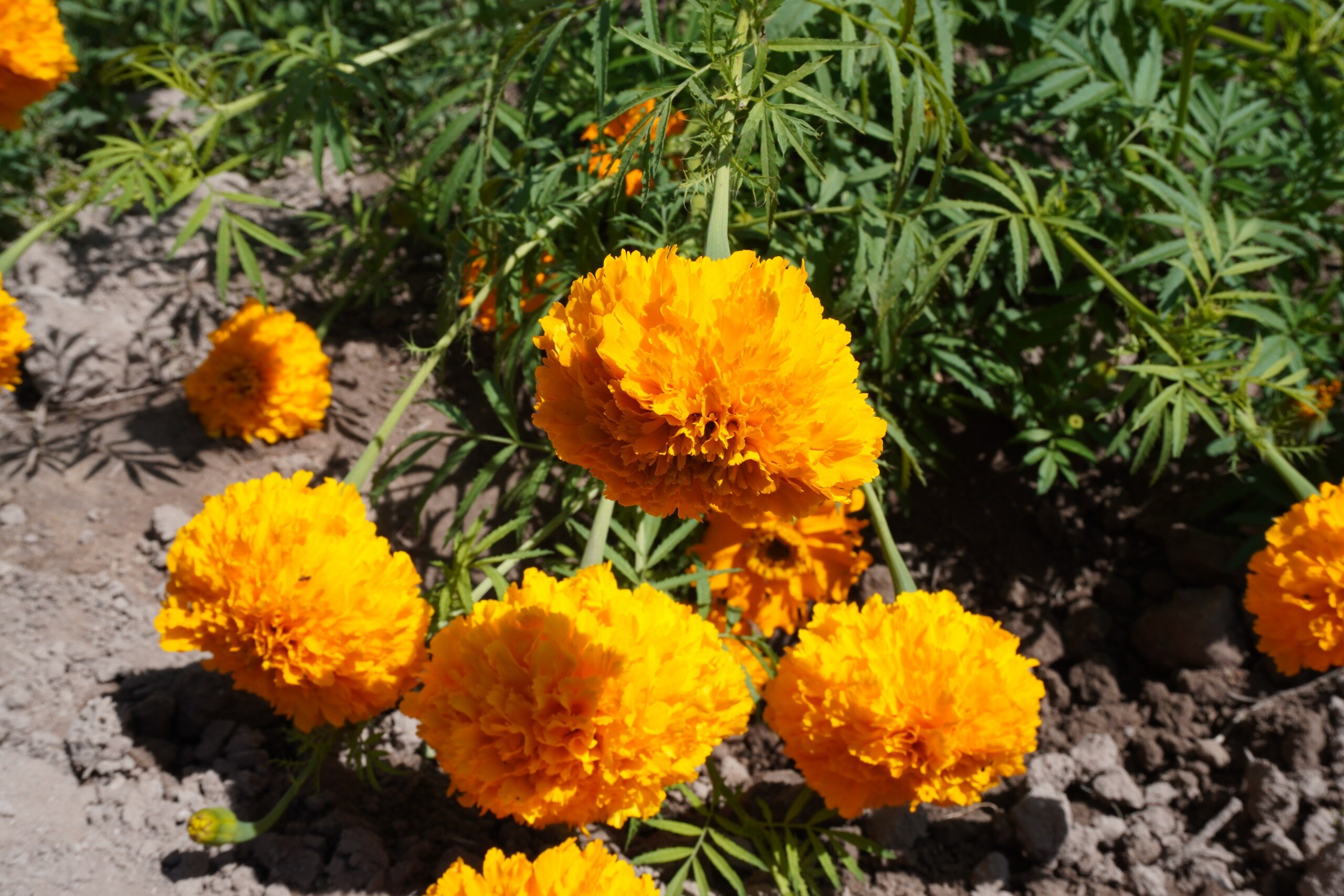 Foto: Humberto Torres