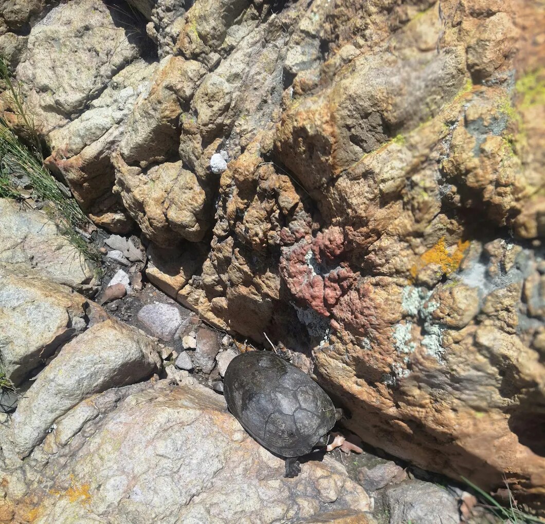 Tortugas en el paraje de la Sierra de San Miguelito. Foto: CARLOS ALBERTO HERNÁNDEZ SÁENZ