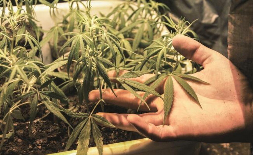 Aristóteles Sandoval a favor del uso lúdico de la marihuana