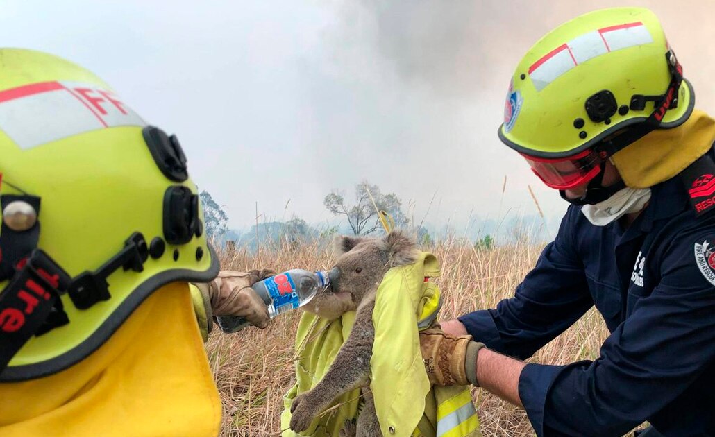 Fallece el koala rescatado durante los feroces incendios de Australia