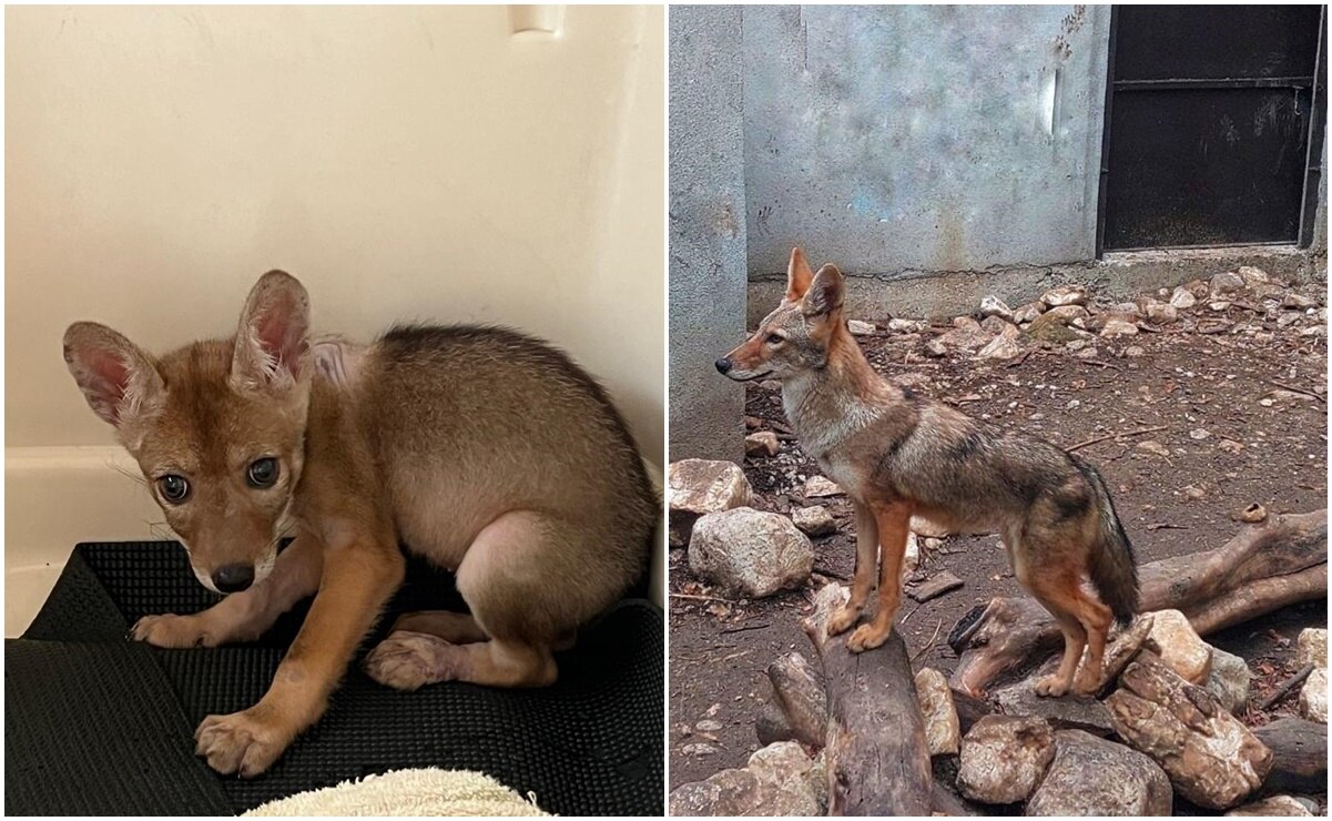 Este es el progreso de recuperación de Canela, quien pronto será reintegrada al hábitat. Fotos: Cortesía Selva Teenek