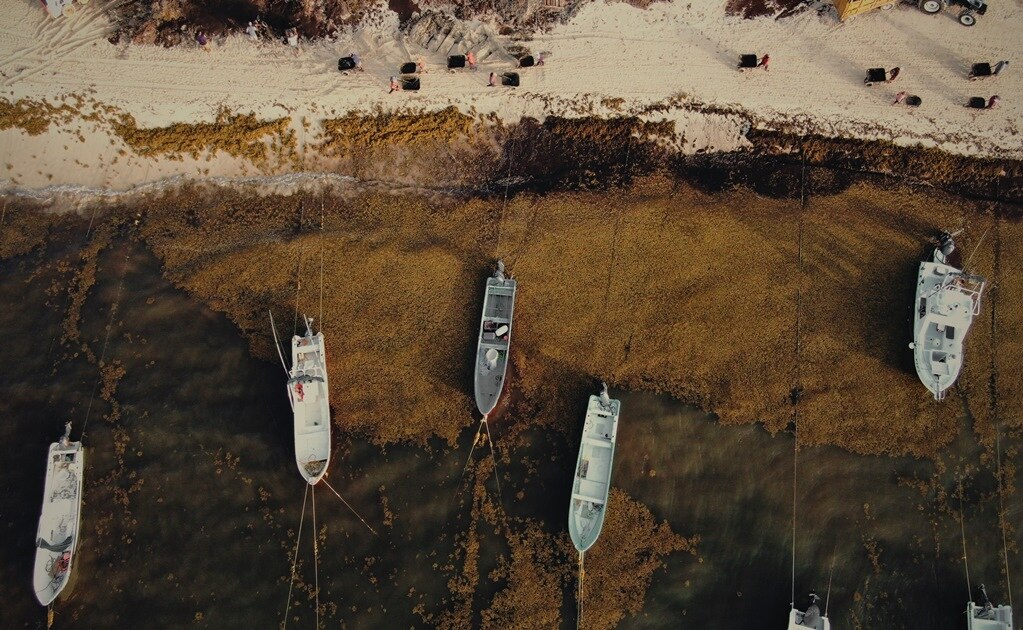 Aseguran 200 kilos de cocaína entre sargazo en Quintana Roo