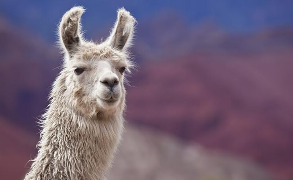 Por qué las llamas pueden tener el secreto para combatir la gripe