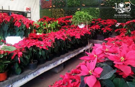 Nochebuena, la flor de Navidad