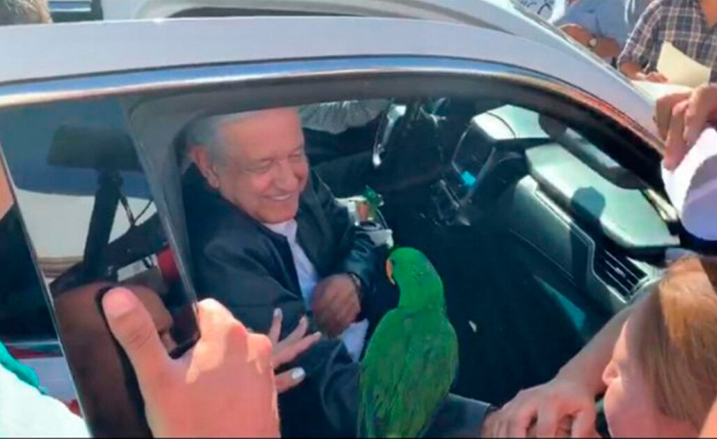 Regalan perico a AMLO en su llegada a Torreón